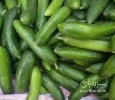 فروش خیار خیار شوری
