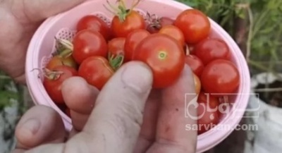 فروش گوجه فرنگی گیلاسی محلی