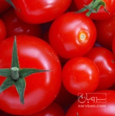 فروش گوجه فرنگی ونسر