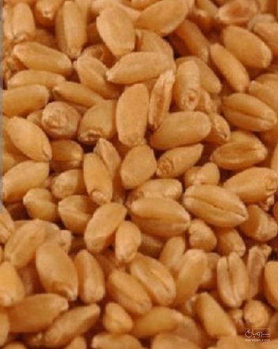 فروش گندم