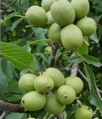 فروش گردو