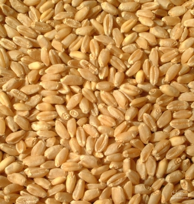فروش گندم