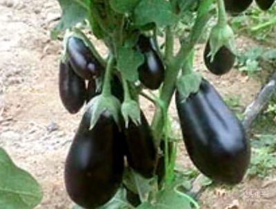 فروش بادمجان