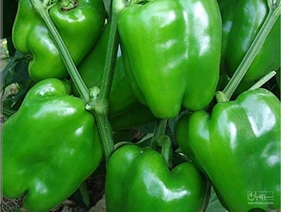 فروش فلفل دلمه ای