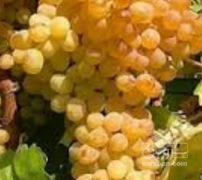 فروش انگور کشمشی