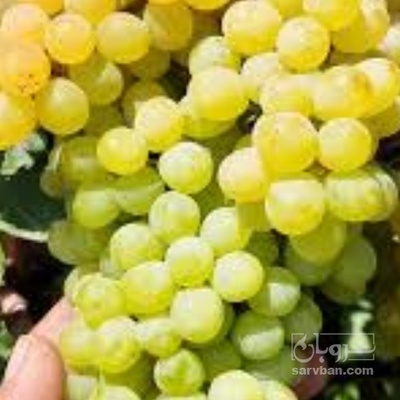 فروش انگور سفید بی دانه