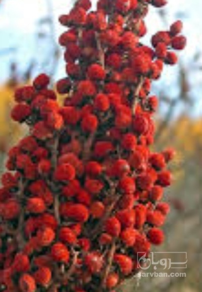 فروش سماق دانه قرمز