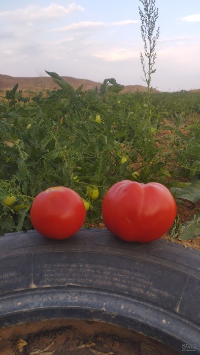 فروش گوجه فرنگی