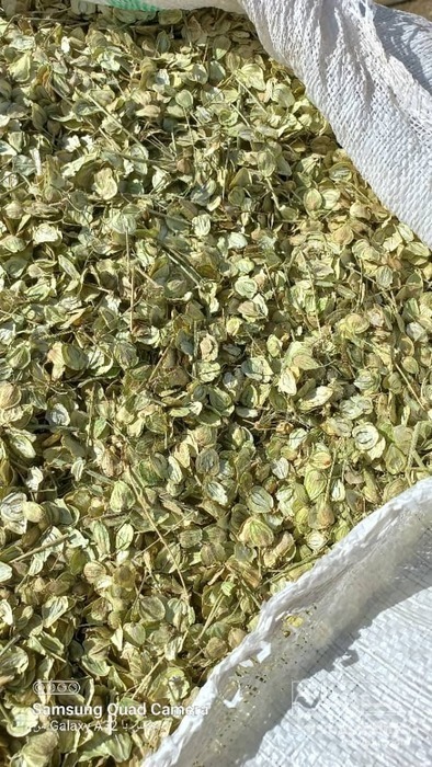 فروش گلپر (گیاه‌ دارویی)