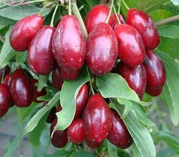 فروش زغال اخته