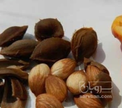 فروش هسته زردآلو