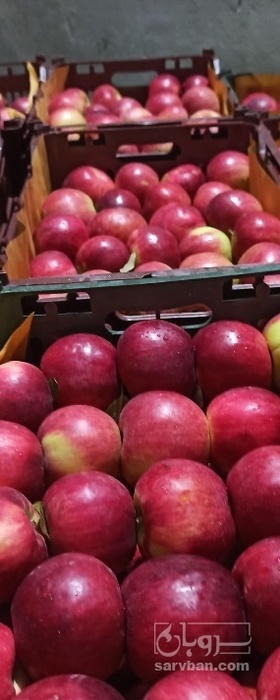 فروش سیب