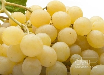 فروش انگور سفید بی دانه