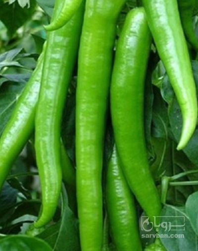 فروش فلفل قلمی