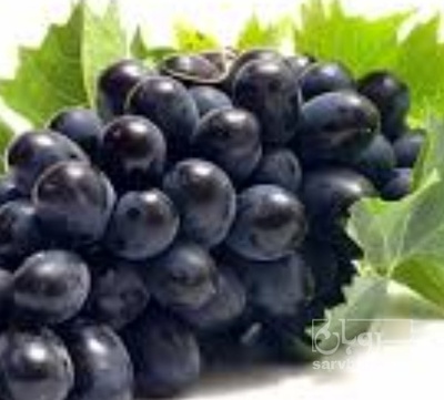 فروش انگور سیاه