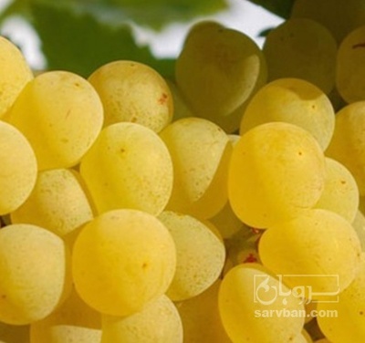 فروش انگور سفید