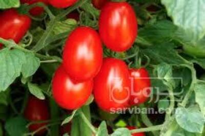 فروش گوجه فرنگی