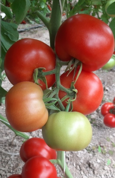 فروش گوجه فرنگی