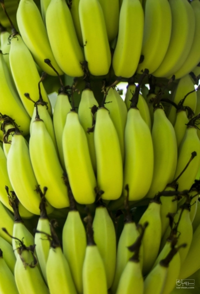 فروش موز