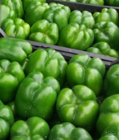 فروش فلفل دلمه ای