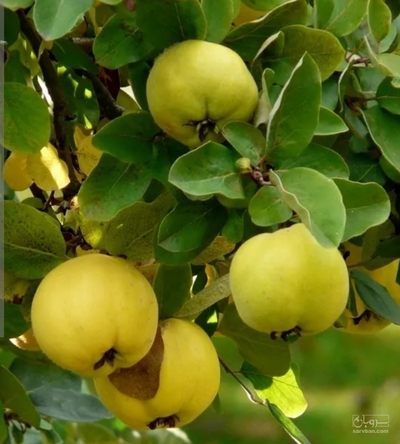 فروش به