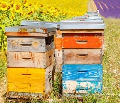 فروش عسل سبد