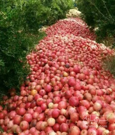 فروش انار