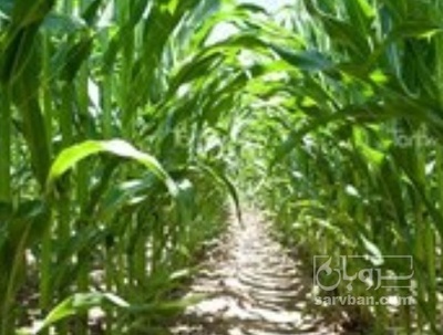 فروش چاپر ذرت - سیلاژ ذرت