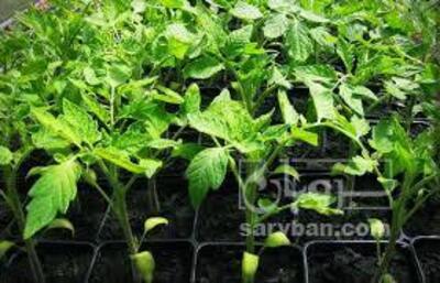 فروش نشا گوجه فرنگی