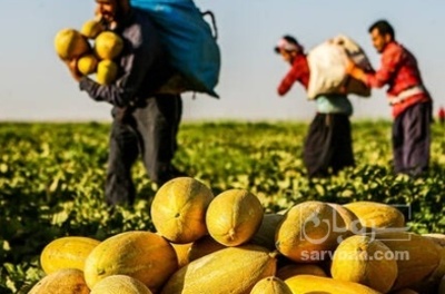فروش خربزه