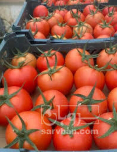 فروش گوجه فرنگی4129