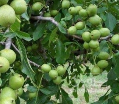 فروش گردو