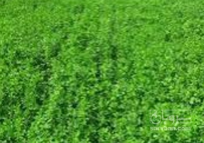 فروش یونجه