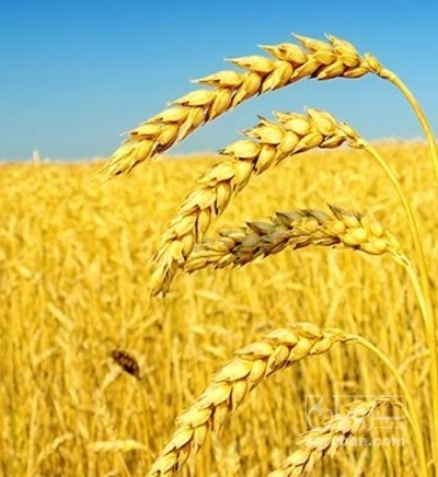 فروش گندم