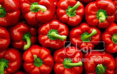 فروش فلفل دلمه ای