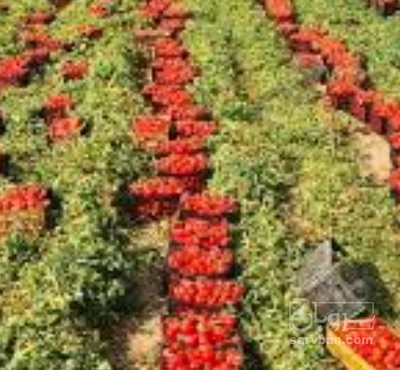 فروش گوجه فرنگی