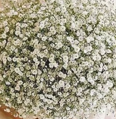 فروش گل عروس