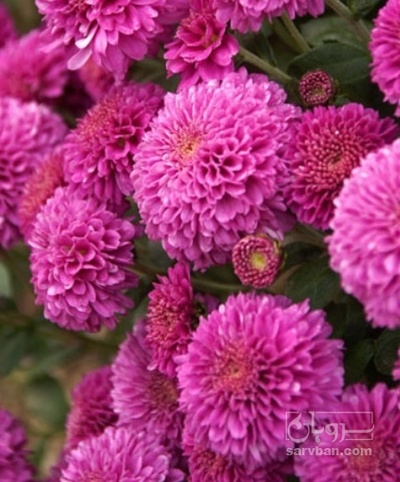فروش گل داوودی (گیاه‌ دارویی)