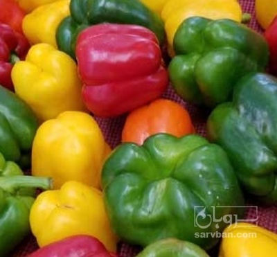فروش فلفل دلمه ای