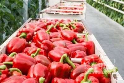 فروش فلفل دلمه ای