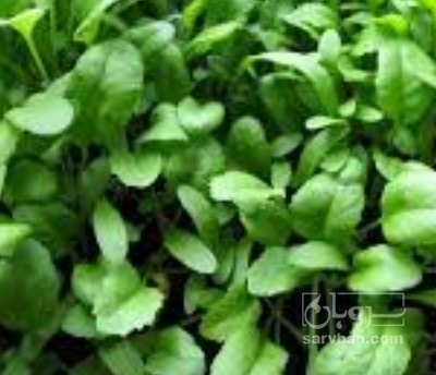 فروش شاهی - تره تیزک