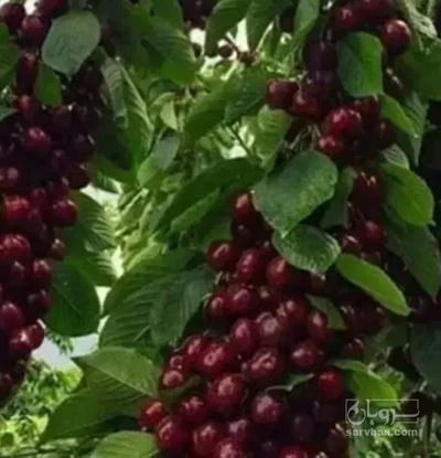 فروش گیلاس