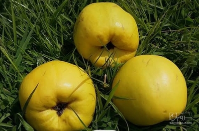 فروش به میوه صادراتی