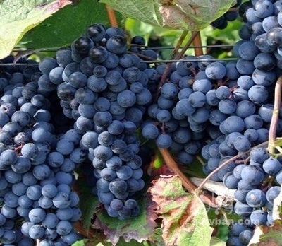 فروش انگور سیاه بی دانه