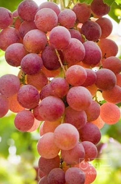 فروش انگور قرمز بی دانه