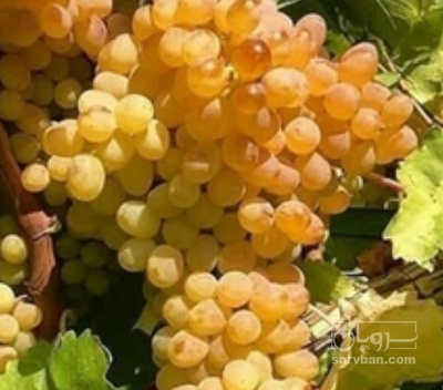 فروش انگور کشمشی