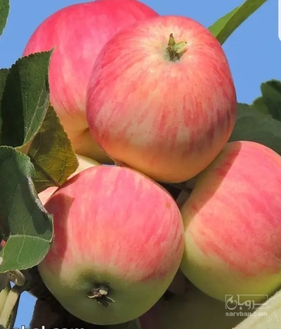 فروش سیب گلاب