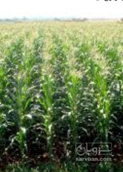 فروش چاپر ذرت - سیلاژ ذرت