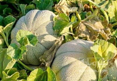 فروش طالبی