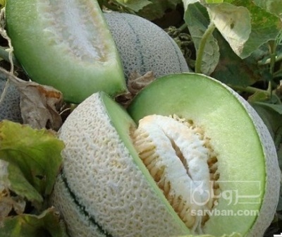 فروش طالبی